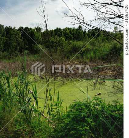 Amazing bog landscape in Ukraine Amazing bog landscape in Ukraine 31665426