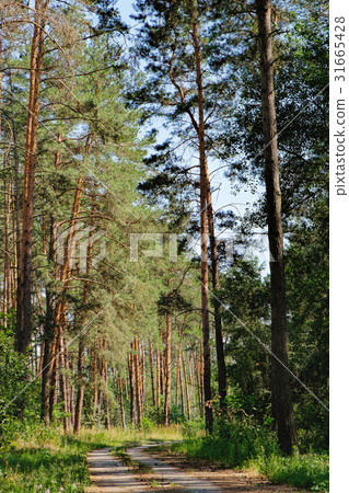 Rural road and a pine forest 31665428
