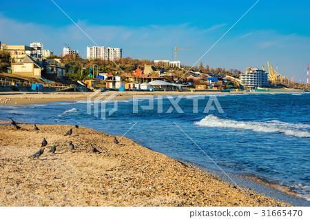 Group of seagulls ower sea 31665470