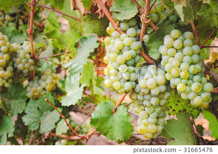 Vineyard row and bunches of ripe white wine grapes 31665476