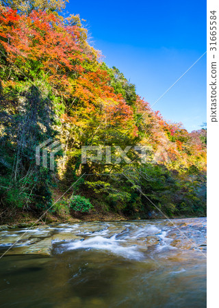 Autumn leaves fall foliage 31665584
