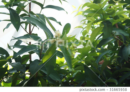 Rembranous flowers 31665938
