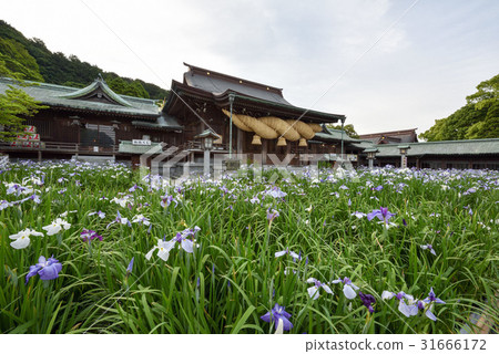 I will introduce the Palace hell shrine of Fukuoka prefecture, which is known for its trip to Kyushu, Japan's top shame and iris. 31666172