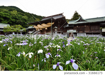 I will introduce the Palace hell shrine of Fukuoka prefecture, which is known for its trip to Kyushu, Japan's top shame and iris. 31666173