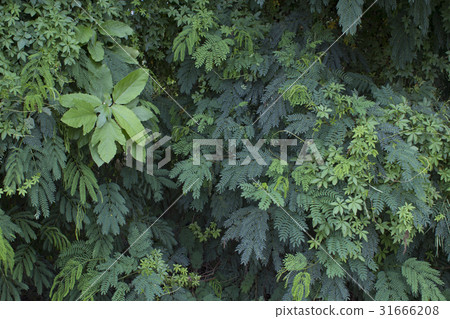 東南亞植物背景 東南亞植物背景 31666208