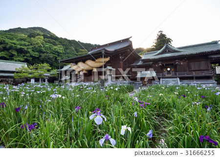 I will introduce Miya Hell Shrine, famous for the trip to Kyushu, Japan's best shimei and Edo irises. 31666255