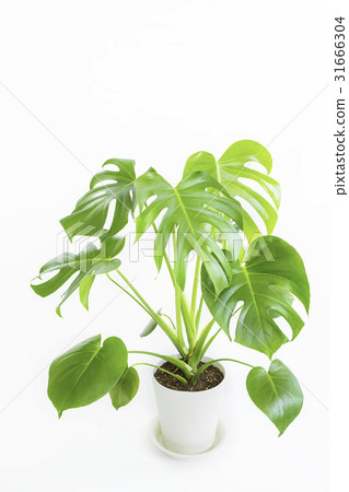 Clean plants Monstera 31666304