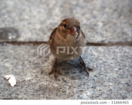 麻雀 麻雀 31666465