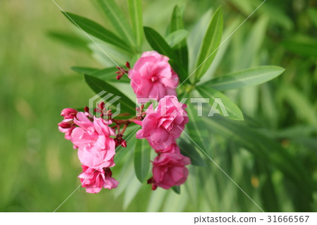 夾竹桃 31666567