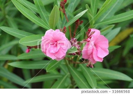 夾竹桃 夾竹桃 31666568