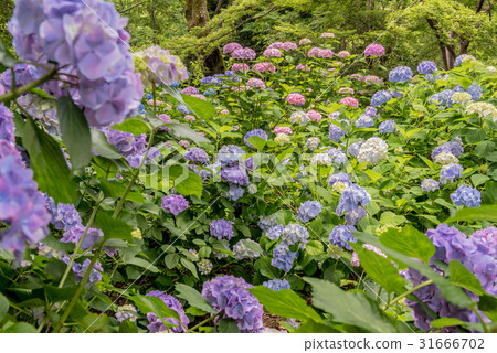 亞塔寺 亞塔寺 31666702