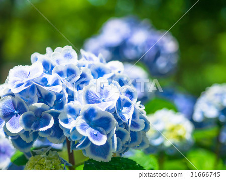 Lodge Mizusa hydrangea 31666745