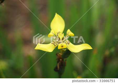 Brazilian iris 31666751
