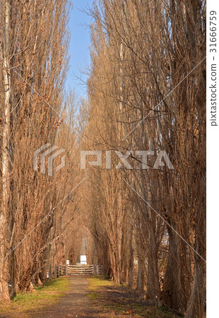 札幌步行：北海道大學校園內的楊樹aki樹 31666759