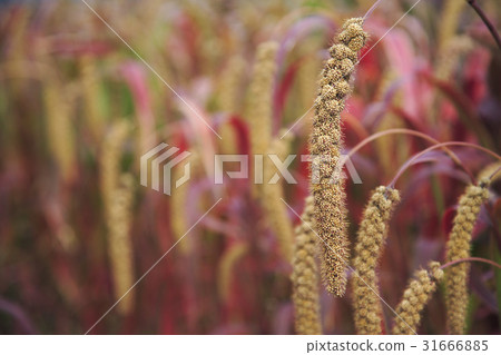 文章 文章 31666885