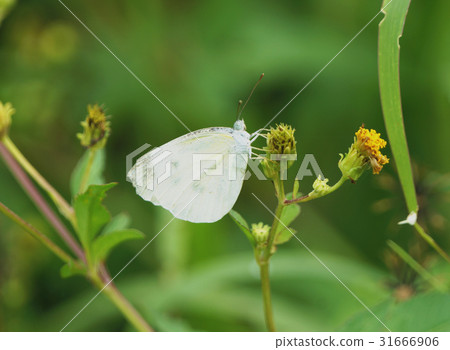 Blue gray butterfly 31666906