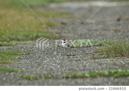 東方環頸鴴 東方環頸鴴 31666910