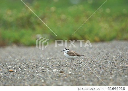 東方環頸鴴 東方環頸鴴 31666918