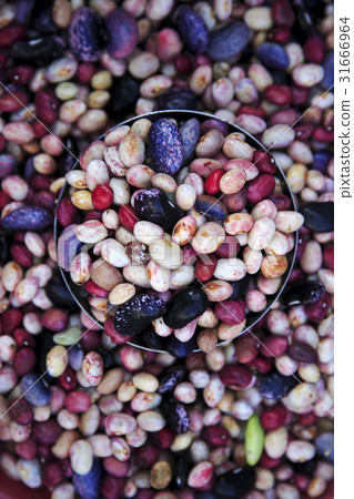 kidney bean kidney bean 31666964