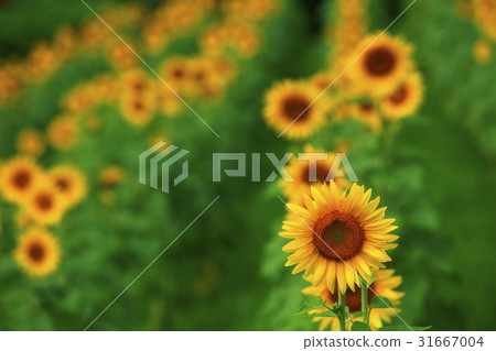 sunflower sunflower 31667004