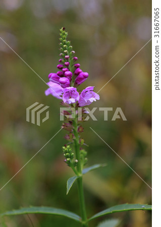 大黃蜂的尾巴 31667065