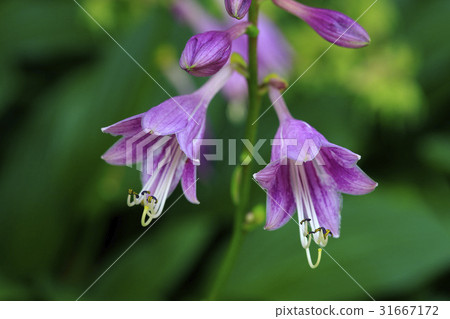 Rabbit Rabbit 31667172