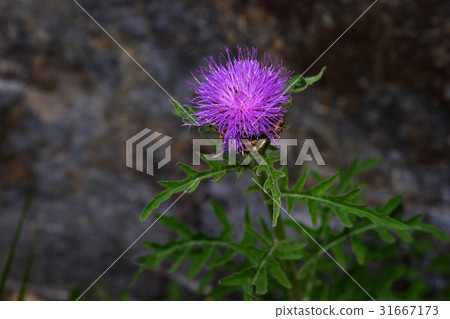 Chick Chick 31667173