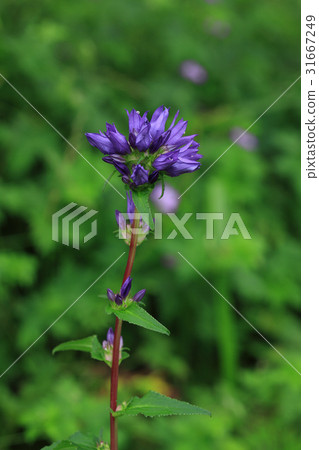 A cotton bat A cotton bat 31667249