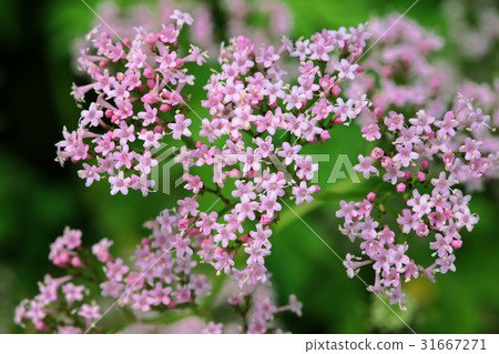 Spiny grass 31667271