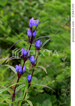 KALIP龍膽 KALIP龍膽 31667295