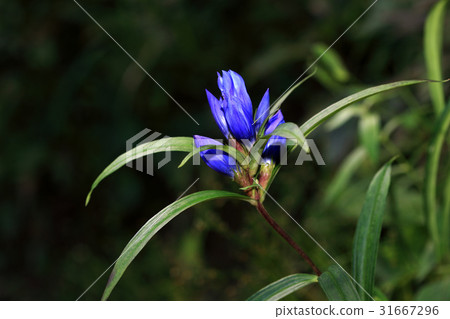 Calvary Calvary 31667296