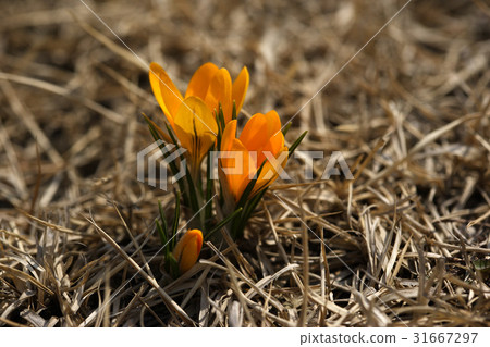 crocus 31667297