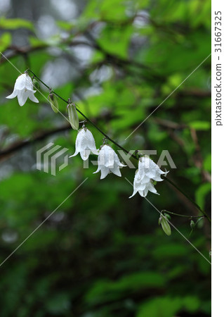 沙參triphylla huindang 沙參triphylla huindang 31667325