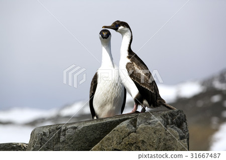 Cormorant, Antarctica Cormorant, Antarctica 31667487