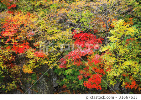 Mt. Odaesan, Gangwon-do Mt. Odaesan, Gangwon-do 31667613