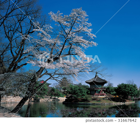 首爾鐘路區景福宮Kangwjejeong 31667642