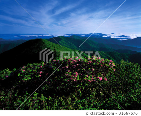 杜鵑花,江原道,江原道 杜鵑花,江原道,江原道 31667676