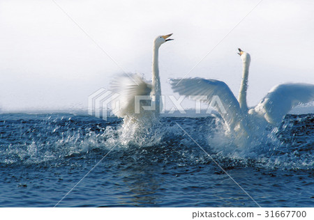 天鵝（自然紀念碑第201號） 31667700