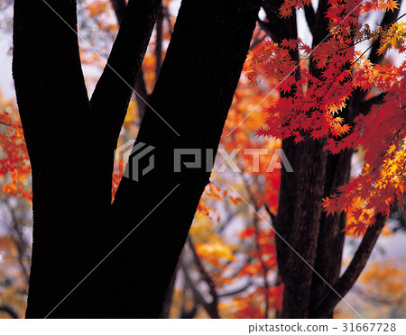 Busan, Jeongeup, Jeonbuk 31667728