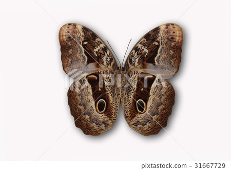 Owl butterfly Owl butterfly 31667729