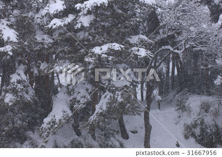 Gangneung, Gangwon-do 31667956