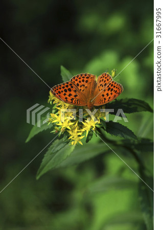 Giraffe, leopard butterfly 31667995