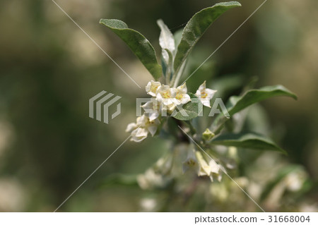 Borage Borage 31668004