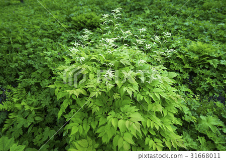 Horse Riding 31668011