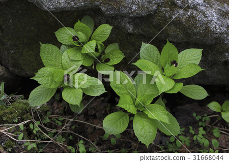 瘋狂的游泳池 31668044