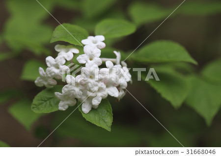 一分鐘開花的樹 31668046