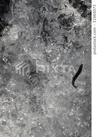 燕子，Kangjeongcheon，濟州島 31668073