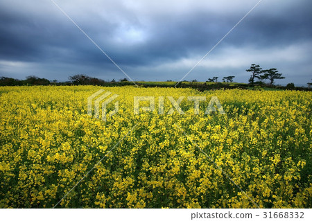 Rapeseed field, Udo, Jeju city, Jeju island Rapeseed field, Udo, Jeju city, Jeju island 31668332