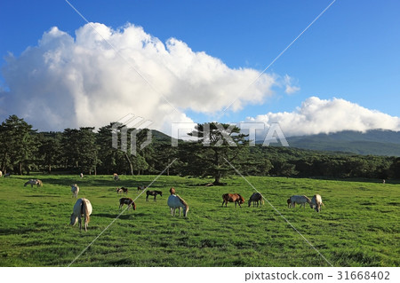 Horse, Jeju rice field, Jeju city, Jeju island Horse, Jeju rice field, Jeju city, Jeju island 31668402