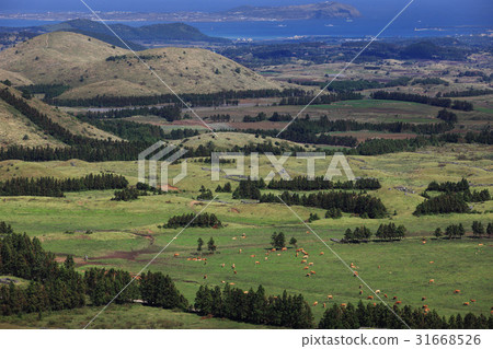 Hanwoo, Yongnyeong is rising, Gucheong-eup, Jeju-si, Jeju-do 31668526